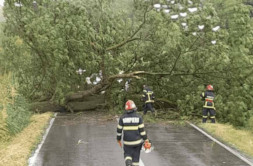 Trafic îngreunat pe DN6, la Armeniș, din cauza unui copac doborât de vânt
