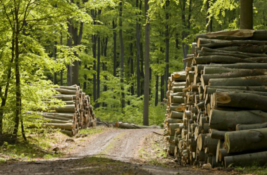 Ministerul Mediului propune majorarea prețului mediu al lemnului cu aproape 66%
