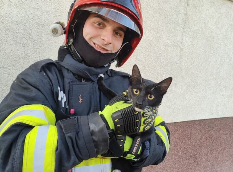 Pisică blocată într-un copac, salvată de pompierii din Alba