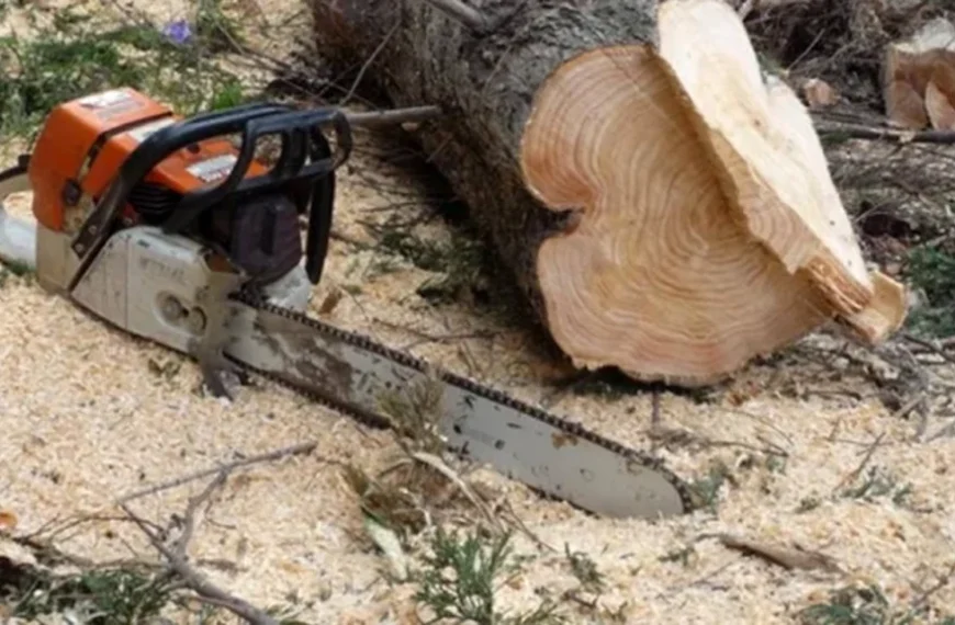 Bărbat din Sebeș, decedat după ce s-a tăiat cu o drujbă