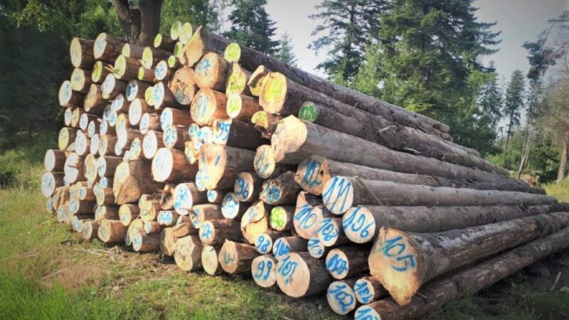 Percheziții la Sodohol și Horea, într-un dosar privind tăierile ilegale de arbori și transport ilegal de material lemnos