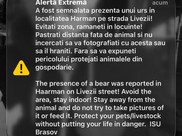 Apariție bruscă a unui urs în Hărman