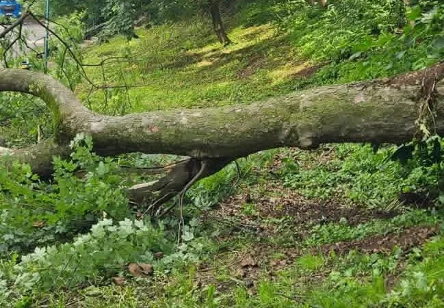 Paltin prăbușit pe Aleea Brediceanu