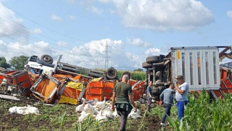Camion cu păsări, răsturnat pe ruta Hălchiu-Codlea
