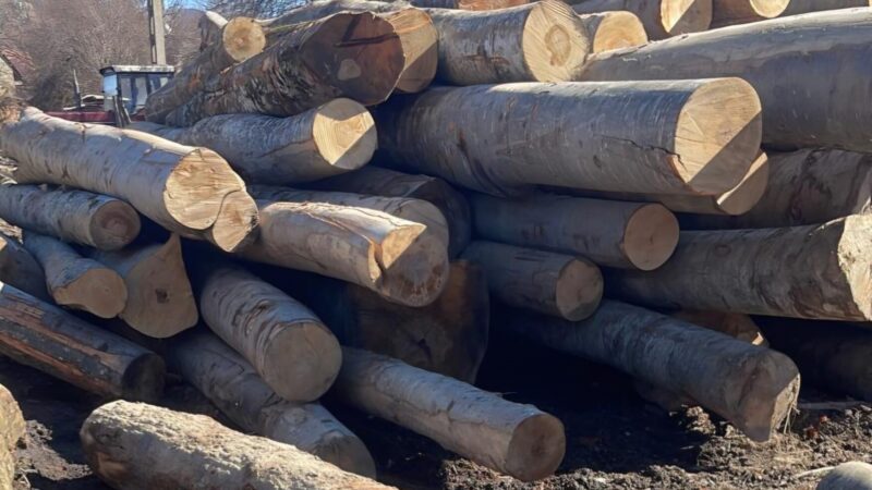 Control în domeniul silvic: 23 mc lemn confiscat