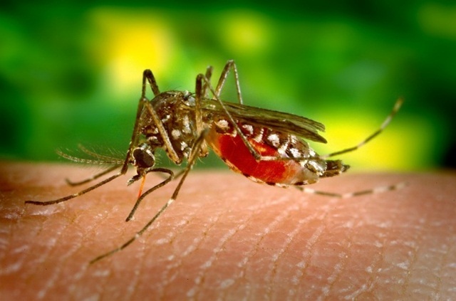 Deces și spitalizări în urma infecțiilor cu virusul West Nile în România: Avertismentele specialiștilor