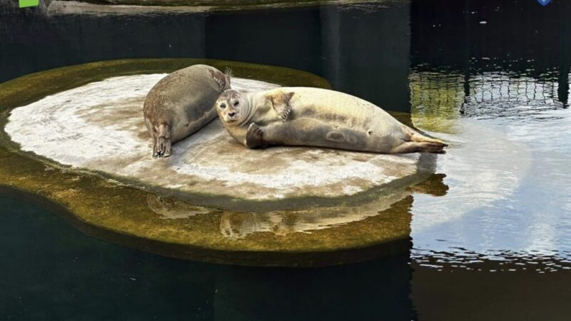 Focile de la Zoo Brașov își găsesc relaxarea prin multă odihnă