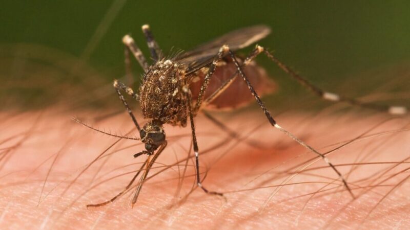 Opt cazuri de infecţie cu virusul West Nile