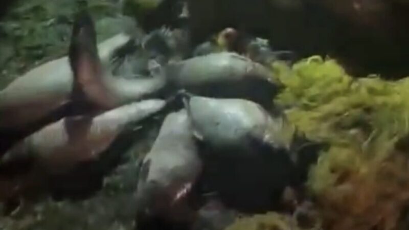 Pescari ilegali prinși cu 230 kg de pește în mașină pe malul Oltului