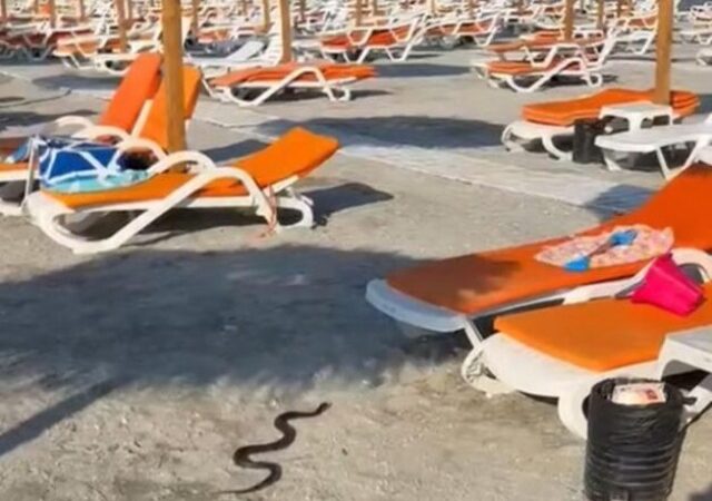 Șarpe de 1,5 metri capturat printre șezlonguri pe plaja din Venus de către jandarmi (VIDEO)