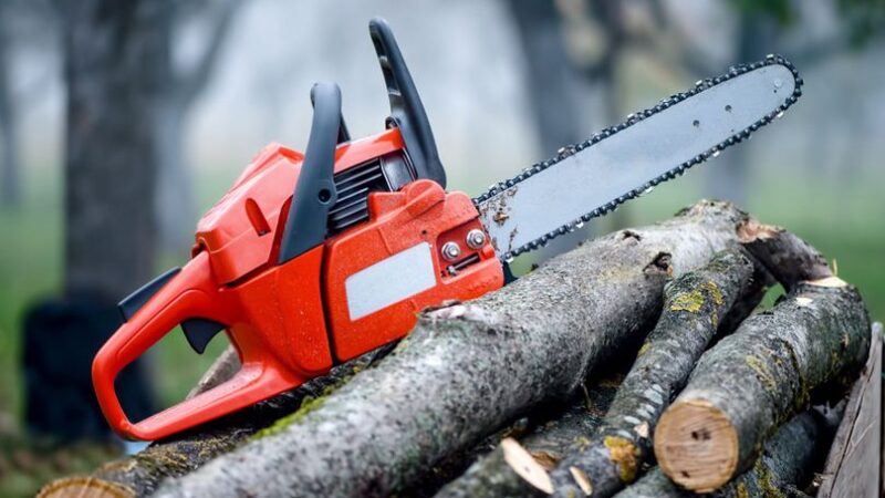 Tăieri ilegale de arbori în Valea Ampoiului