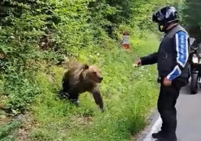 Turiștii care au hrănit urșii pe Transfăgărășan, sancționați cu peste 100.000 de lei
