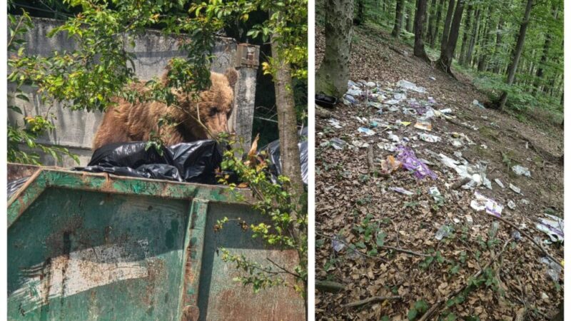 Urșii, atrași de deșeuri! Brașov ia măsuri stricte pentru gestionarea gunoiului în zonele frecventate de animale