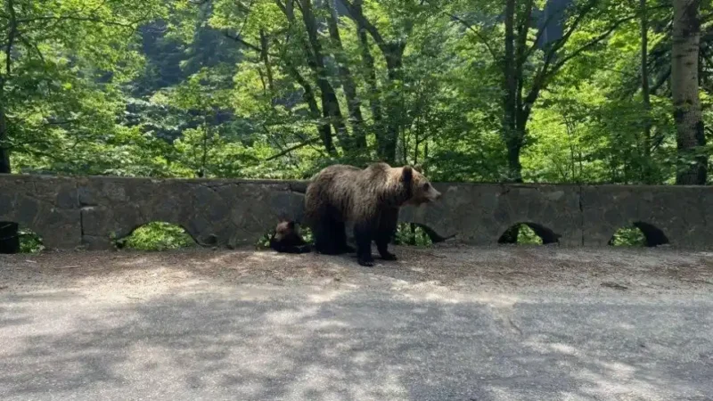 Ursoaica periculoasa de pe Strada Jepilor