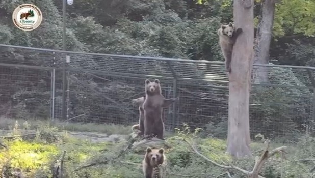 VIDEO. Patru pui de urs orfani de la AMP Libearty își încep noua viață în Franța