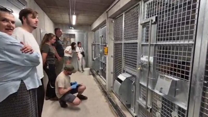 VIDEO Patru urși din Sanctuarul Libearty din Zărnești au ajuns cu succes în Franța după o călătorie de 35 de ore