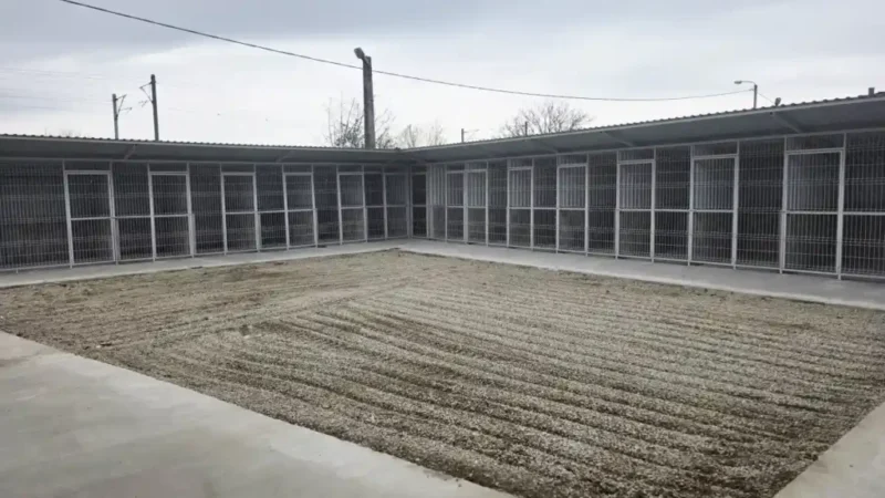 30 de țarcuri modernizate și hrană donată lunar: ONG-urile îmbunătățesc condițiile câinilor din adăpostul public din Alba Iulia