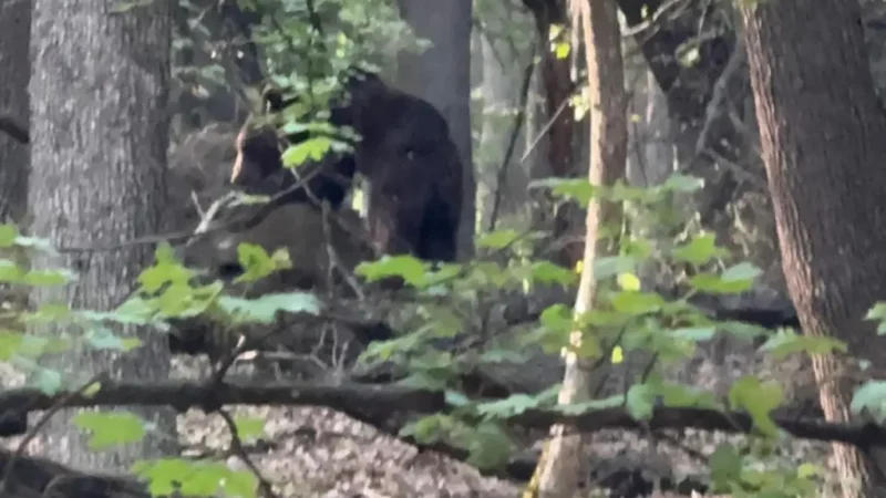 Alertă RO-ALERT în Cugir: Ursoaică cu doi pui observată în zona Dumbrava