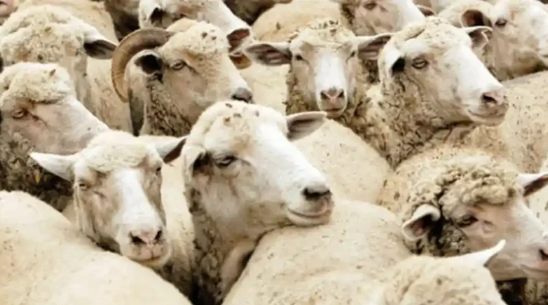 ANSVSA: Transporturile ilegale de ovine, o amenințare majoră pentru sănătatea României. Incident grav raportat în Alba