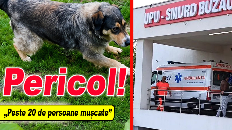 Atacuri canine în Buzău: oamenii înfricoșați