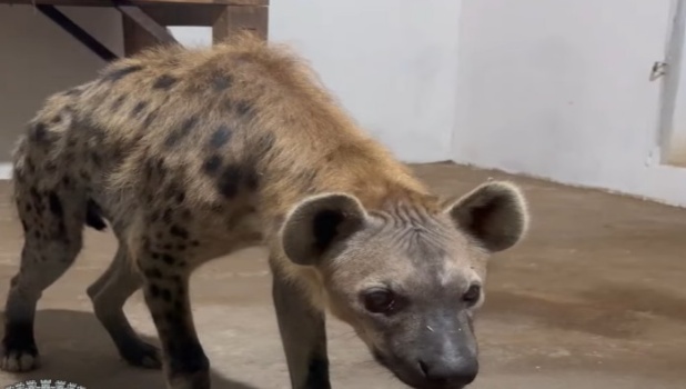 Carantina s-a încheiat: Doi masculi de hienă pătată sunt acum accesibili publicului la Zoo Brașov