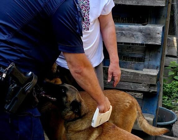 Incident cu câine scăpat în zona lacului Noua, proprietarul sancționat de poliția din Brașov