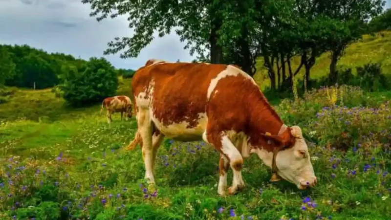 Parlamentul aprobă noi scheme de sprijin financiar pentru fermierii de bovine și porcine