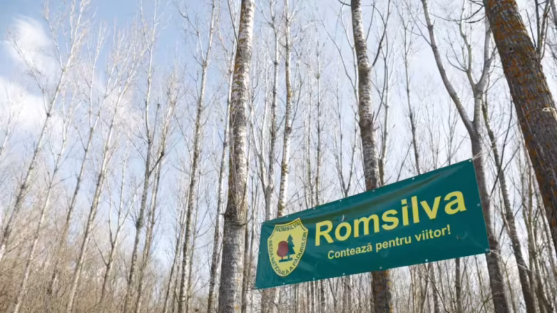 Romsilva: Sute de Achiziții Fără Licitație în 2025
