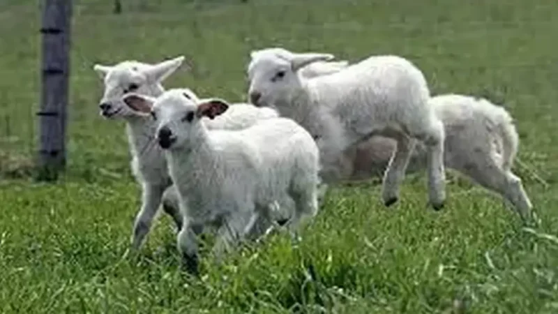 Transport ilegal de miei în Alba: 41 de animale dispărute și 51 eutanasiate, autoritățile în alertă din cauza riscului epidemiologic