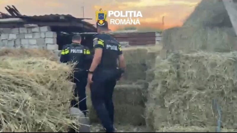 Trei brașoveni arestați pentru furtul a 200 de baloți de lucernă