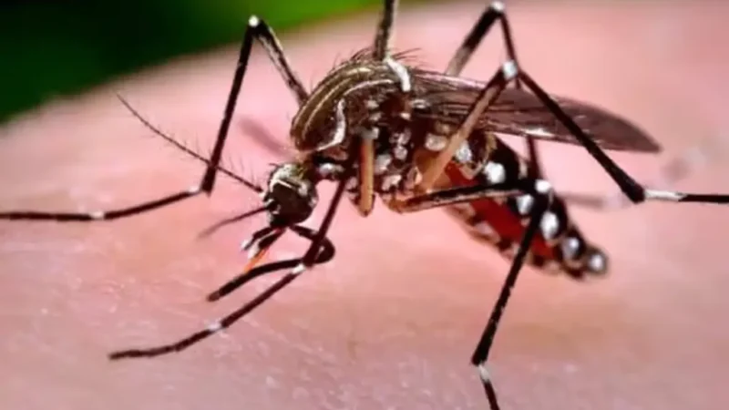 95 de cazuri West Nile în 2026: 5 decese confirmate