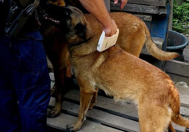 Brașovean reținut după un incident cu un câine Malinois la Lacul Noua