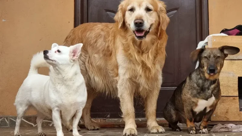 Campanie de sterilizare și microcipare a câinilor la Lupșa: Informări legale pentru proprietarii de animale