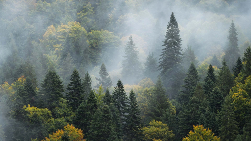 Hunedoara: 18.000 ha de pădure în amenajare
