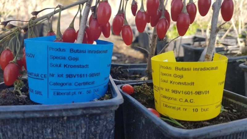 Producătorii români de goji caută parteneri
