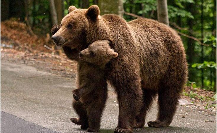 România autorizează împușcarea a aproape 1.000 de urși: Camera Deputaților aprobă legea. Cine este protejat de vânătoare
