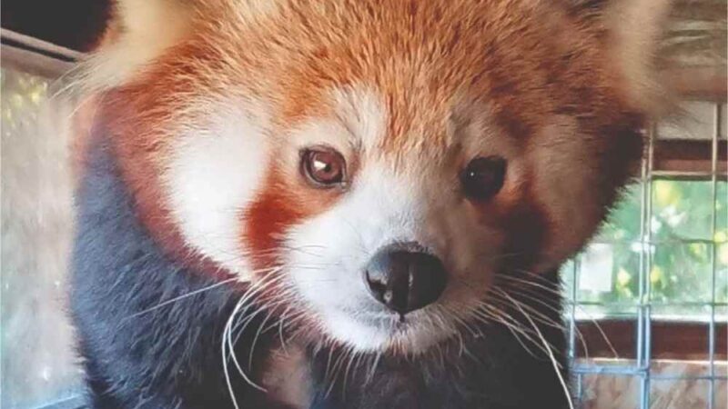 Zoo Brașov celebrează Ziua Internațională a Panda Roșu cu Peggy și Benji în prim-plan