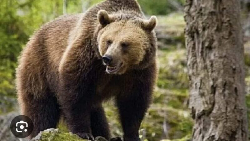 Bărbat de 55 de ani ucis de urs în Brașov